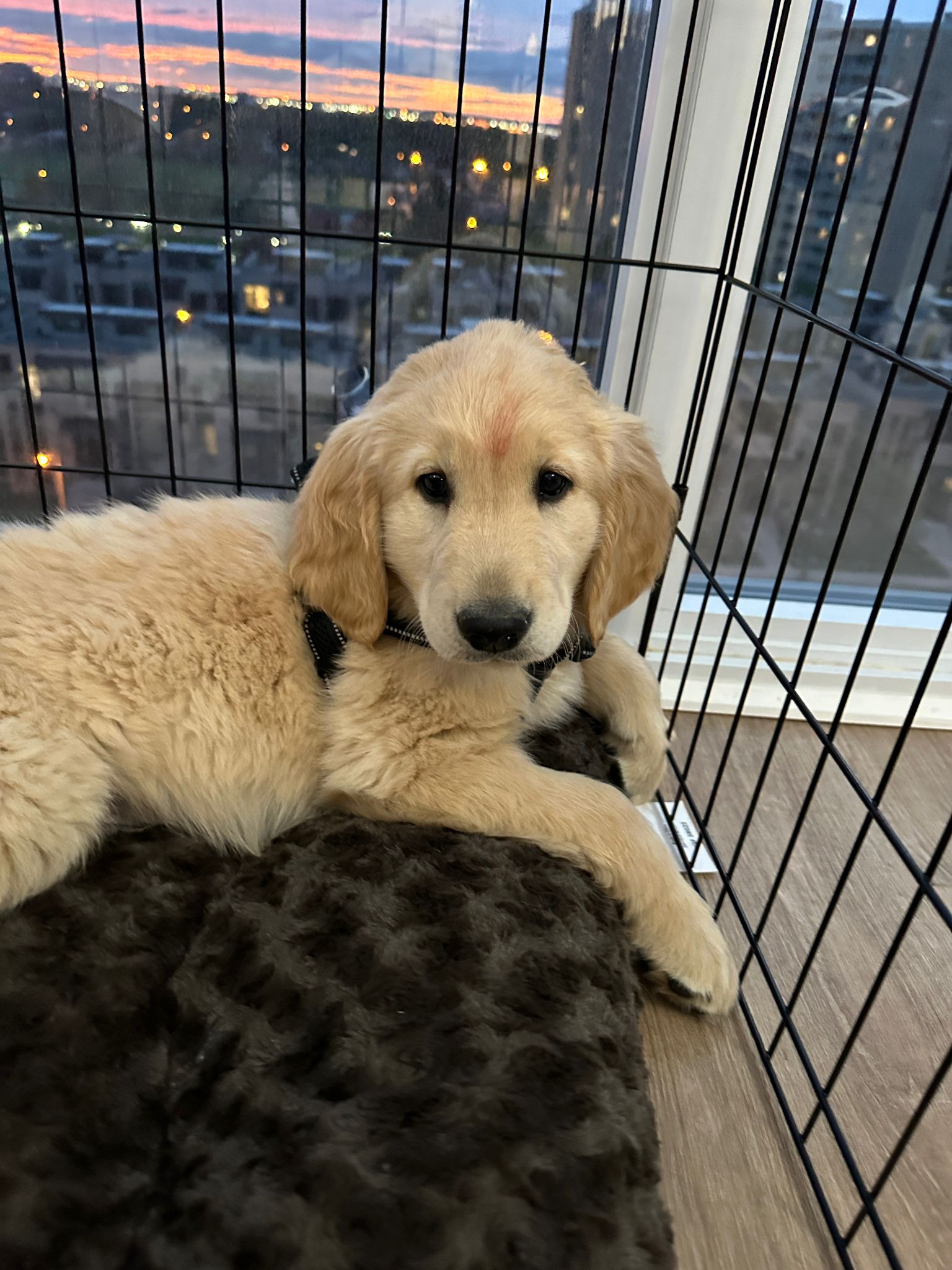 Koko the puppy by the window
