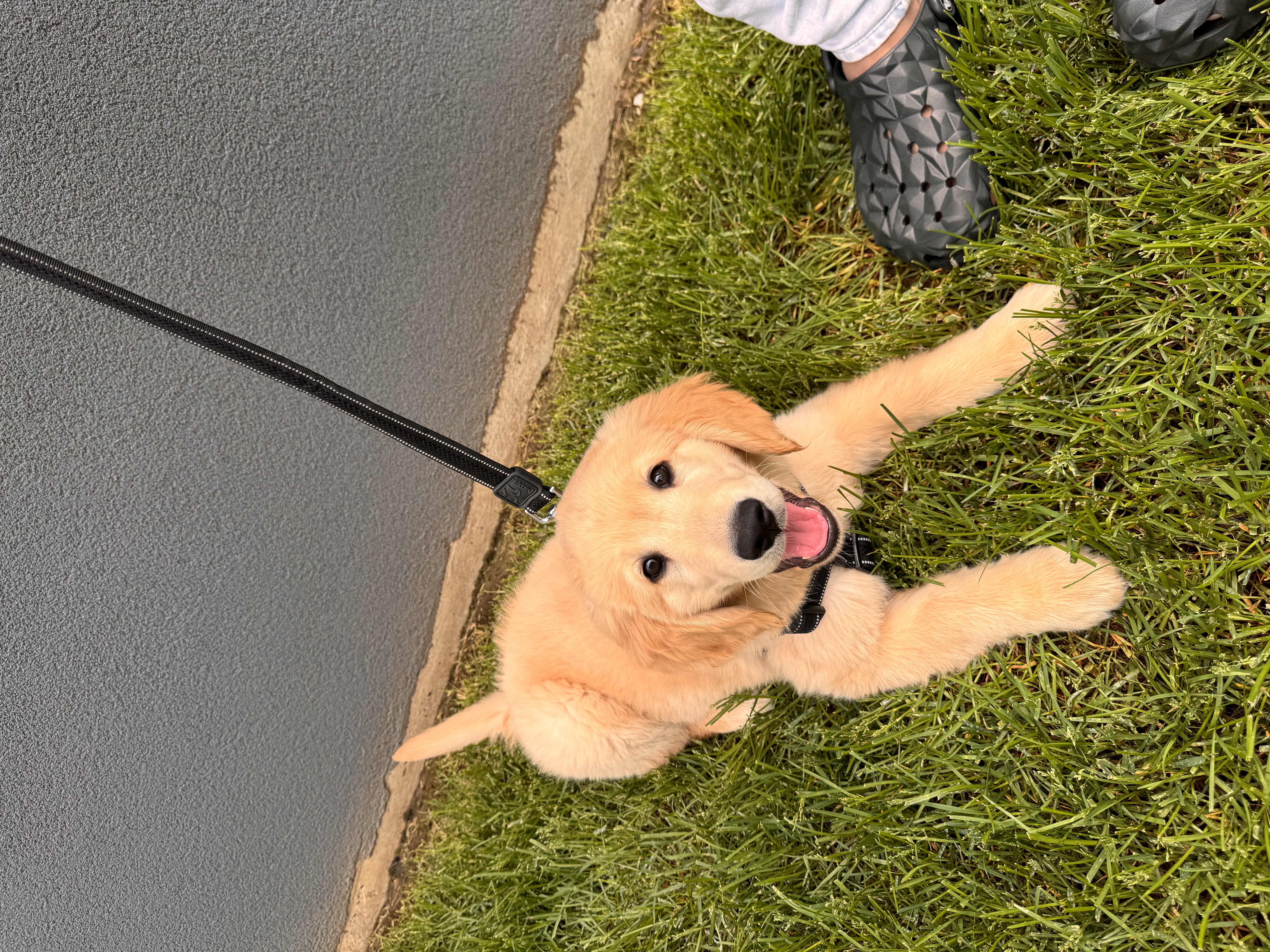 Koko playing in the grass